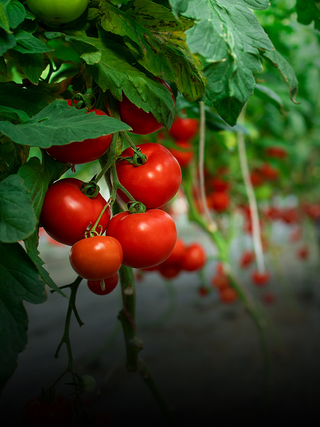 Tomato Talk: 10 Types of Tomatoes