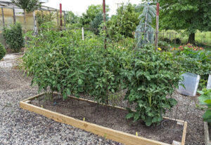 Have A Garden-Raised Bed Tomato Plants, container system