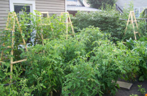 Have A Garden-Tomato Garden