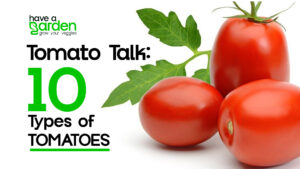 Have a Garden 10 types of tomatoes