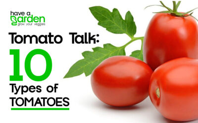 Tomato Talk: Delving into the Different Types of Tomatoes (10 Types)