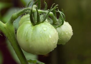 Have a Garden Better Boy Tomatoes