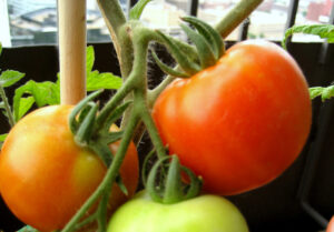 Have a Garden Early Girl Tomatoes