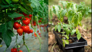 Have a Garden Growing tomatoes from seed