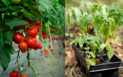 Tomato Talk: Growing Tomatoes from Seed-Know better, grow better!