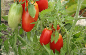 Have a Garden San Marzano Tomatoes