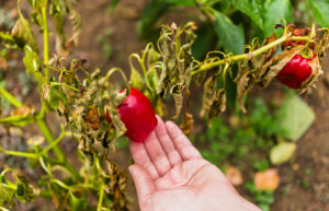 Have a Garden-Tomato Common Problems