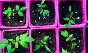 Have a Garden-Tomato plants from seed