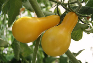 Have a Garden Yellow Pear Tomatoes