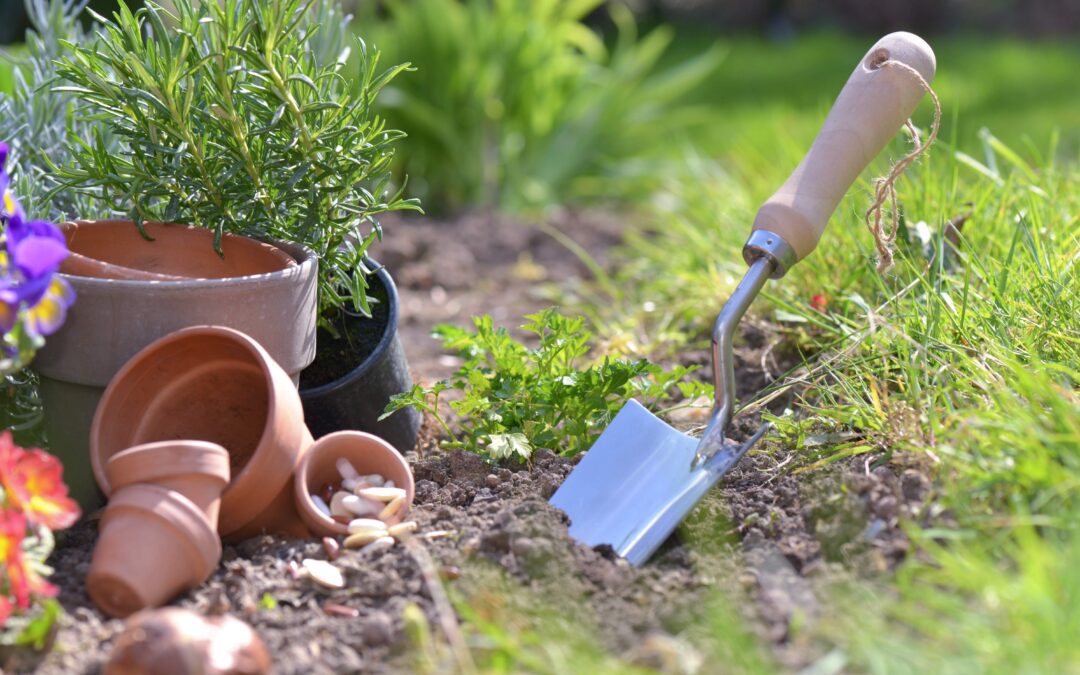 Have a garden selecting location for a vegetable garden for the beginners